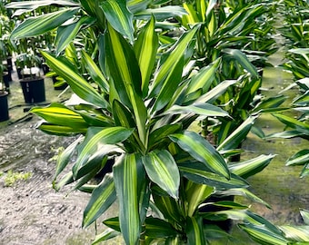 Dracaena Cintho, 3 ppp staggered. 10” pot