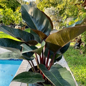 Philodendron Red Congo, 10” pot  Rojo Congo