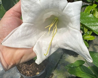 Rare Portlandia grandiflora, Std shape, 10” pot Bell Flower, Tree Lily