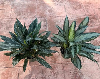 where to buy aloe vera plant near me Aloe Vera 4