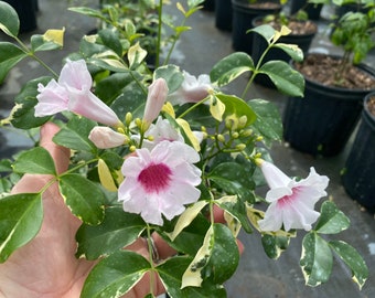 Variegated Pandorea jasminoides rosea, 10” pot - vine/climber on trellis