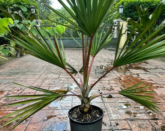 Rare Red Latan palm, Latania lontaroides, 10” pot