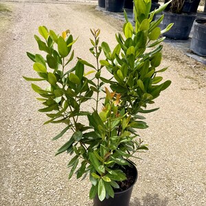 May include: A potted plant with multiple upright stems and dense, glossy, oval-shaped green leaves. Some of the new growth at the tips of the branches displays a reddish-orange tint. The plant is contained in a simple black plastic nursery pot.