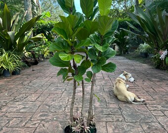 Ficus Little Sunshine, bambino, little fiddle, fiddle leaf fig, dwarf fiddle leaf fig, 10” pot Actual plant