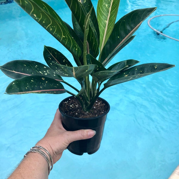 Aglaonema "Donna Carmen"/Pink Moon, 5" pot