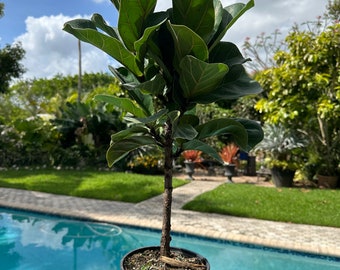 Ficus Little Sunshine, bambino, fiddle leaf fig, dwarf fiddle leaf fig, 6” pot Tabletop