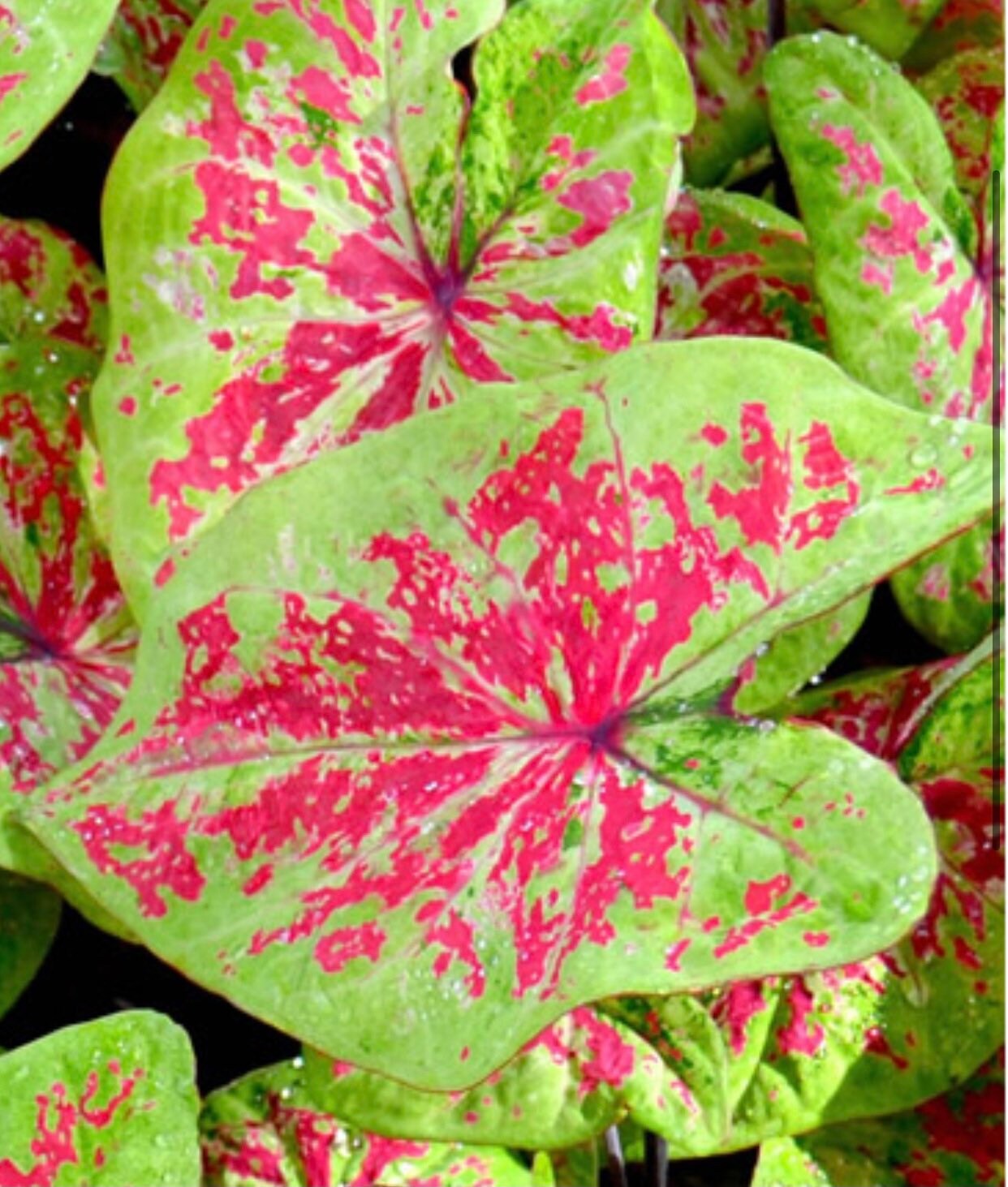 Caladium Raspberry Moon Tuber/bulb 1 Ship in Spring Etsy