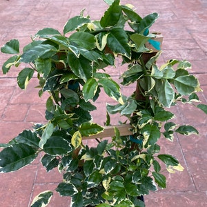 Variegated Pandorea jasminoides rosea, 10 pot vine/climber on trellis image 6