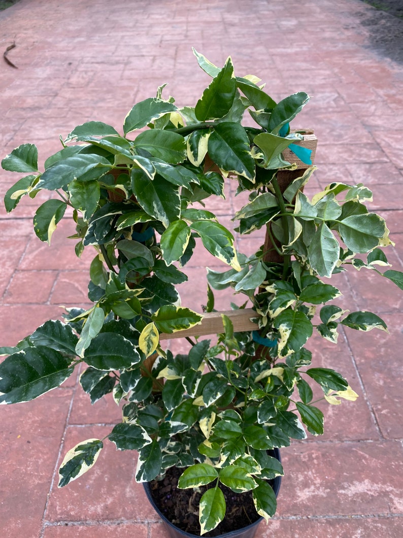 Variegated Pandorea jasminoides rosea, 10 pot vine/climber on trellis image 6