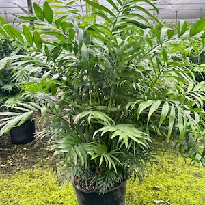 Neanthe Bella Palm, 10”pot - Chamaedorea, parlor palm. 36-40” tall