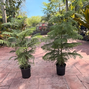 May include: A white ceramic mug with a black handle and the text "But First, Coffee" in a handwritten style. The mug is on a white surface. The mug is approximately 4 inches tall.