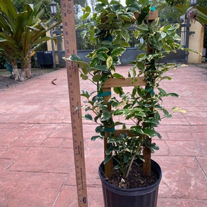 Variegated Pandorea jasminoides rosea, 10 pot vine/climber on trellis image 5