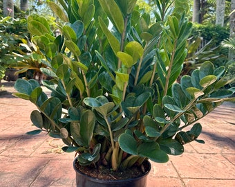 Plante ZZ - Zamioculcas zamiifolia 'Lucky', pot de 10" très plein