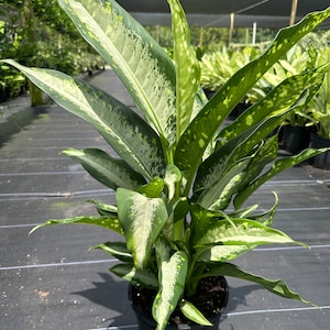 Dieffenbachia Panther, 10&quot; pot.