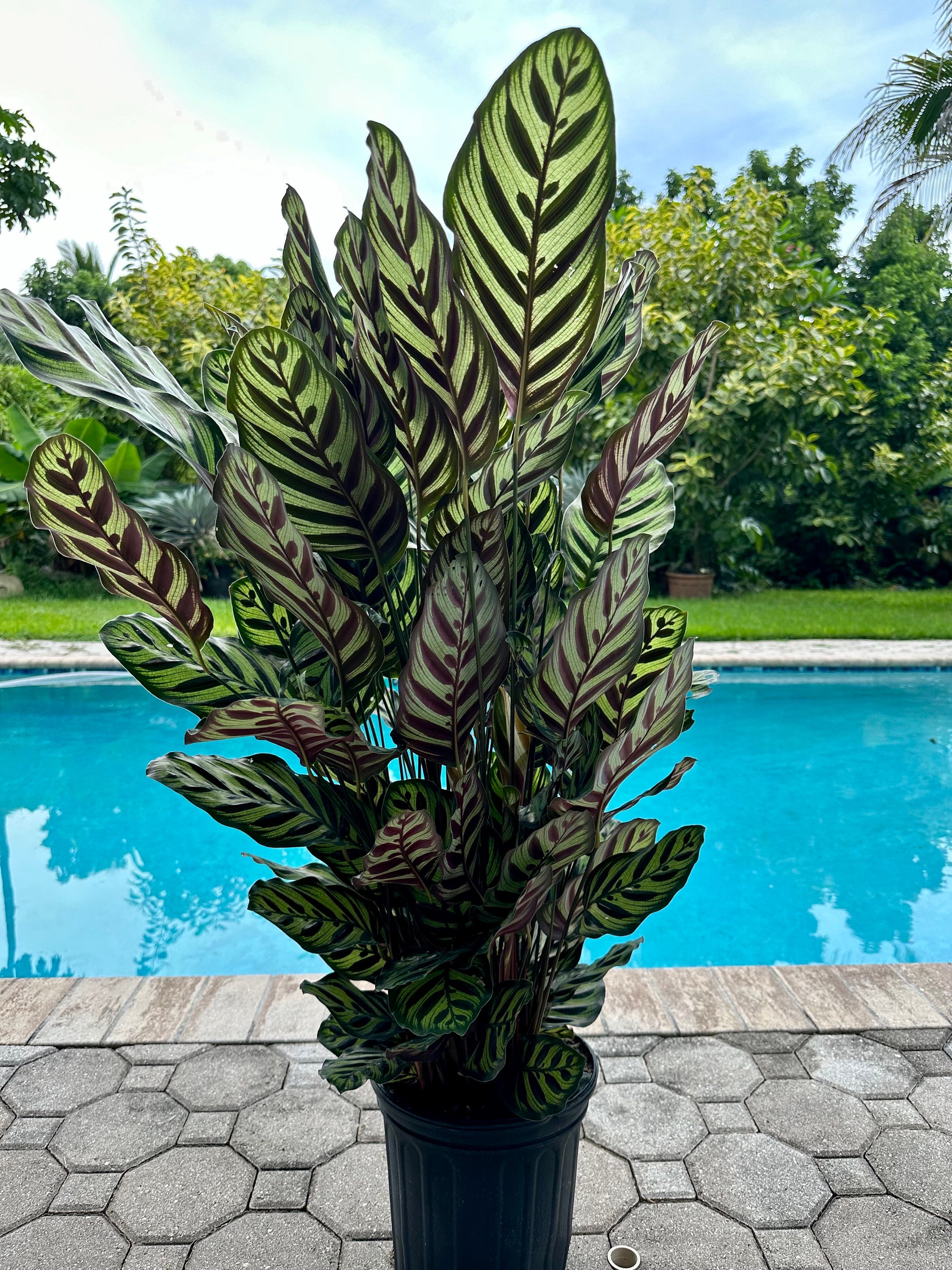drachenbaum dracaena marginata Drachenbaum (Dracaena marginata) – 55–130 cm main image 1