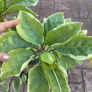 Solandra guttata, Chalice Vine,Cup of Gold, 10 pot vine/climber. On trellis. NO flower image 6