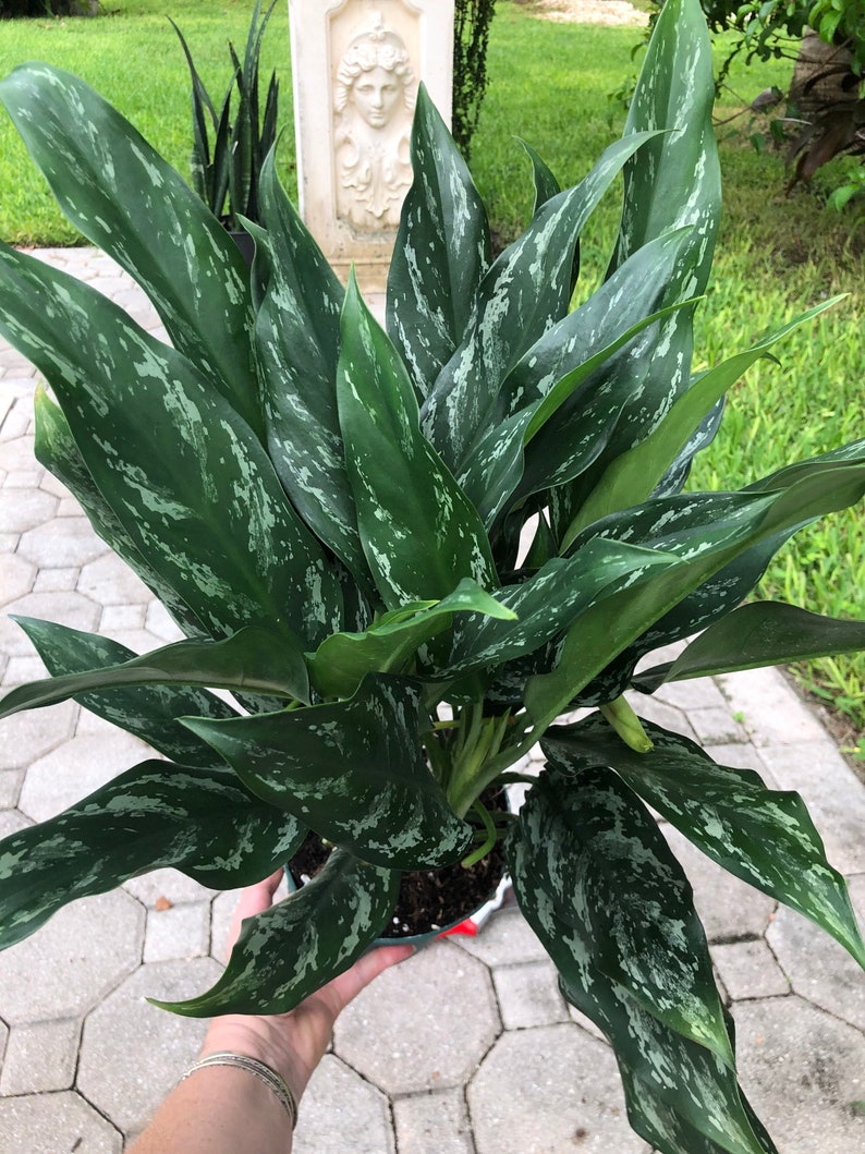  Aglaonema Shades  6 pot Etsy