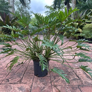 Philodendron Xanadu, 10" pot XL. Normally a 14” pot size plant. Actual plant