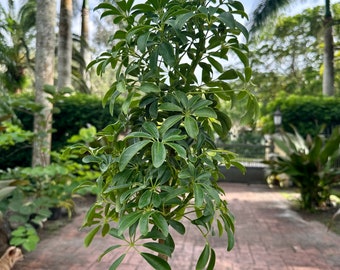 Dwarf Umbrella Tree-Arboricola, Schlefflera, bonsai, 6" Pot Actual plant