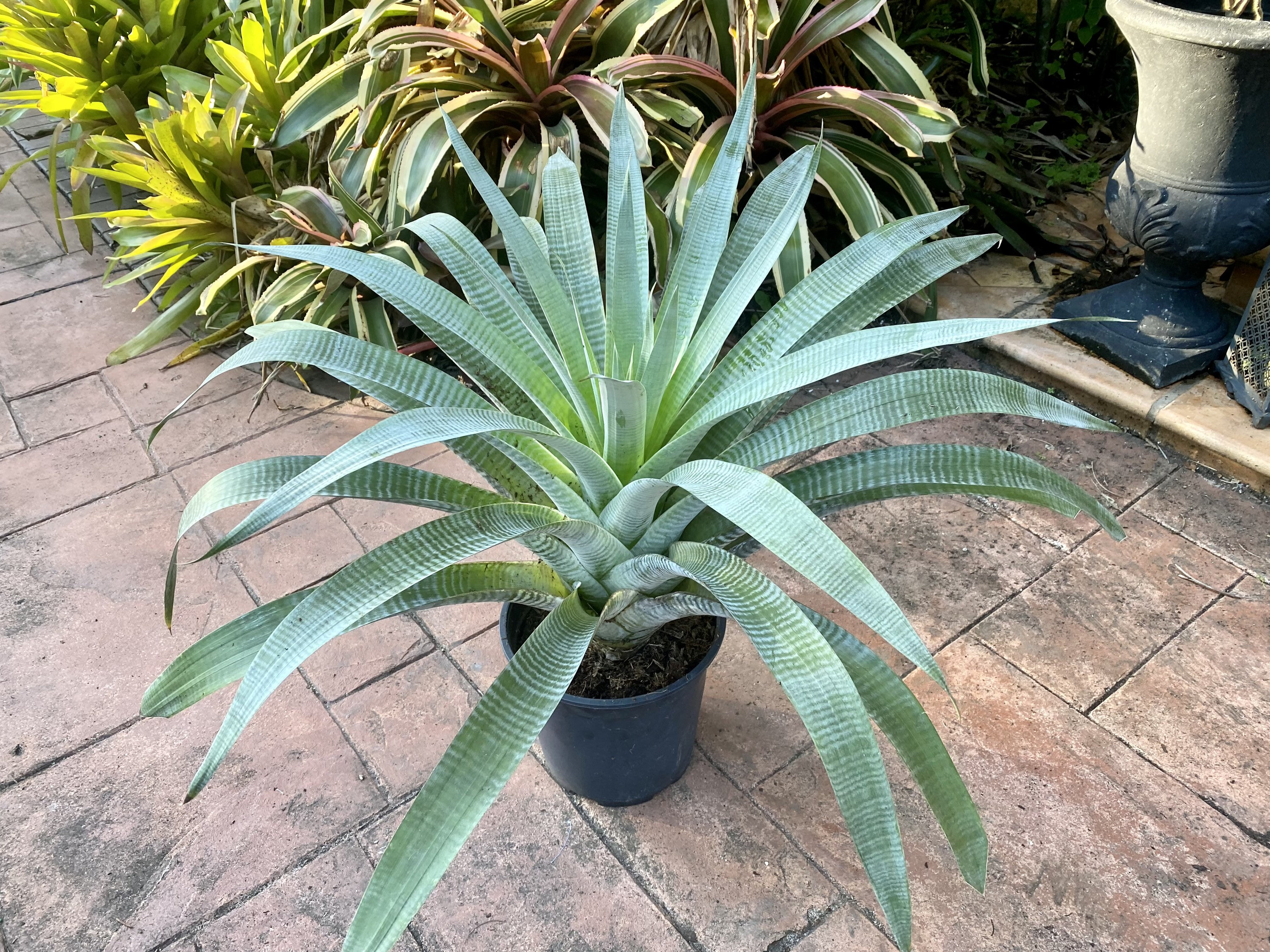 ブロメリア・エアープランツ Alcantarea Odorata Alcantarea Odorata Bromeliad, 9” Pot - Etsy