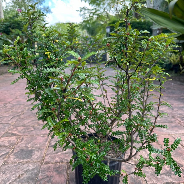 Chinese Pepper, Zanthoxylum beecheyanum, bonsai, Szechuan pepper, Japanese pepper, 10” pot Large. Seed Producing