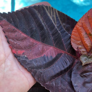 Copper plant, Copperleaf, Acalypha wilkesiana, 10 pot/3 G Red. Jacobs Coat image 3