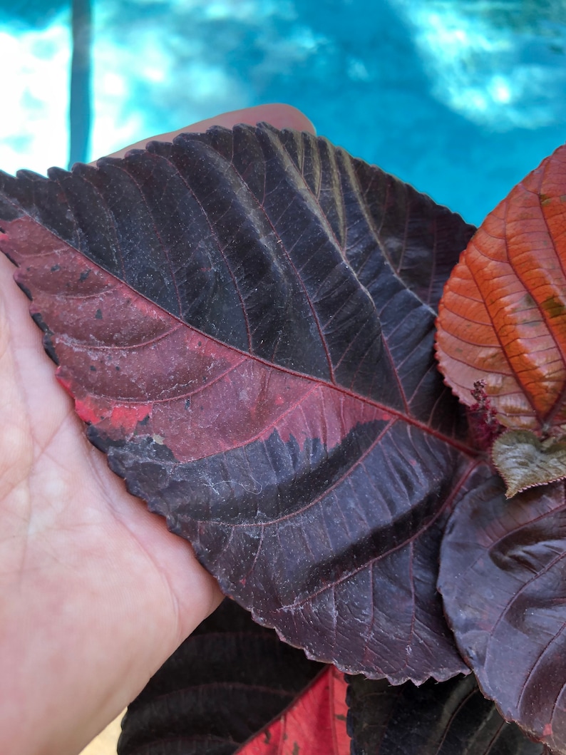 Copper plant, Copperleaf, Acalypha wilkesiana, 10 pot/3 G Red. Jacobs Coat image 3