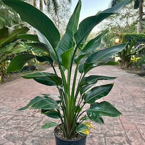 White Bird of Paradise, 10&quot; pot (3 G), 4 plants in one pot. Tall
