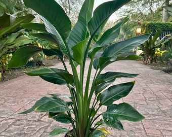 White Bird of Paradise, 10" pot (3 G), 4 plants in one pot. Tall