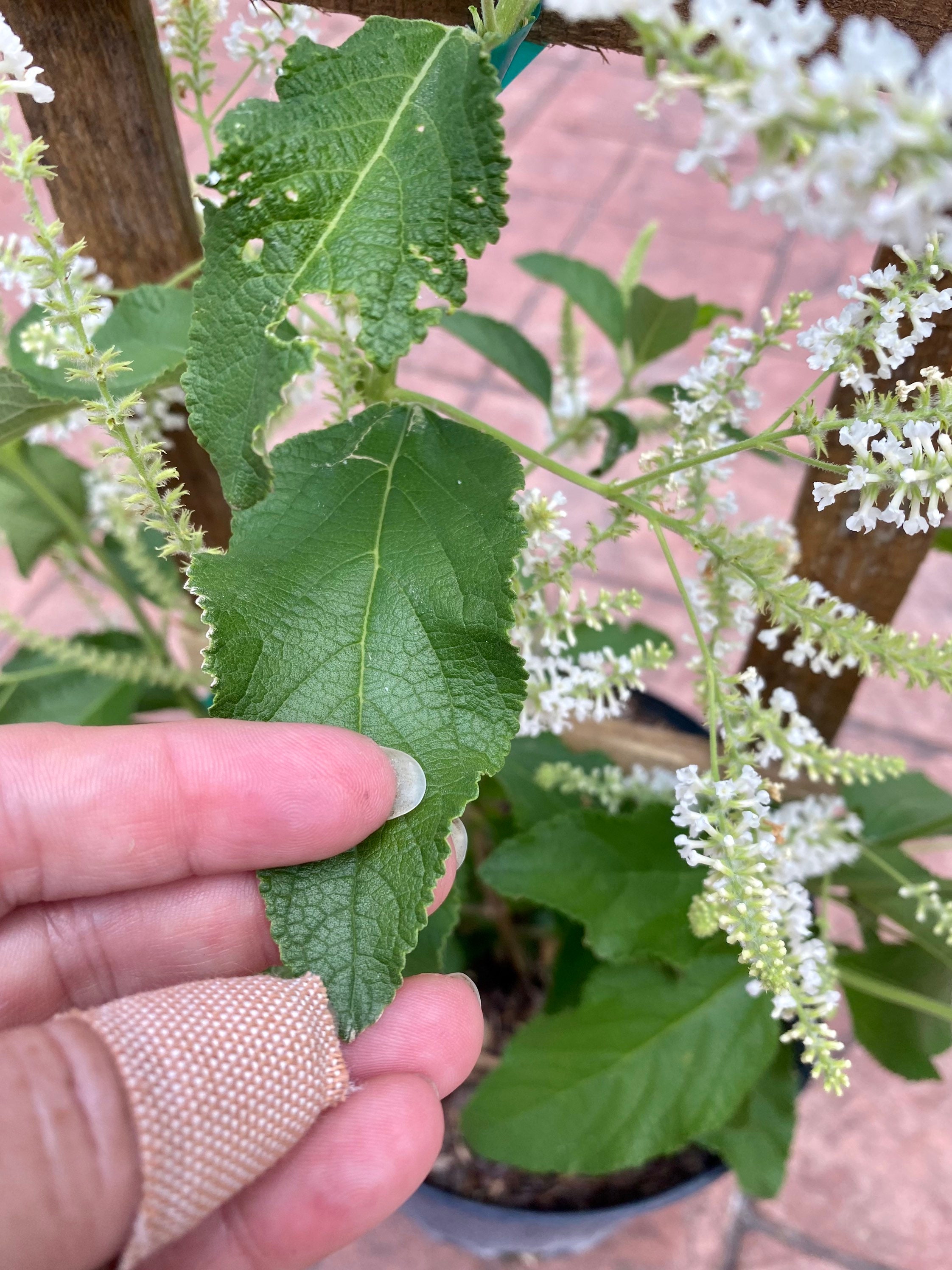 Sweet Almond Aloysia Virgata Almond Verbena 10 Pot Etsy