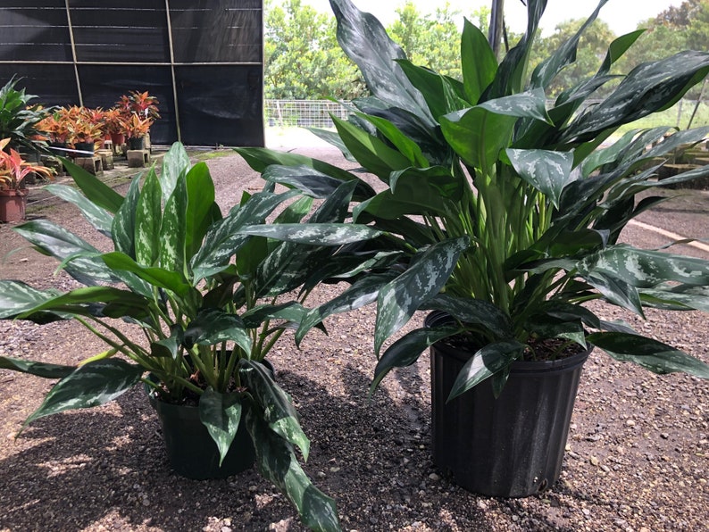  Aglaonema Shades  10 pot Etsy