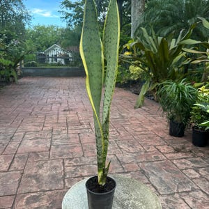 Sansevieria Laurentii Silver - Etsy