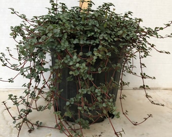 Pilea glauca, 6&quot;/1 G pot - full