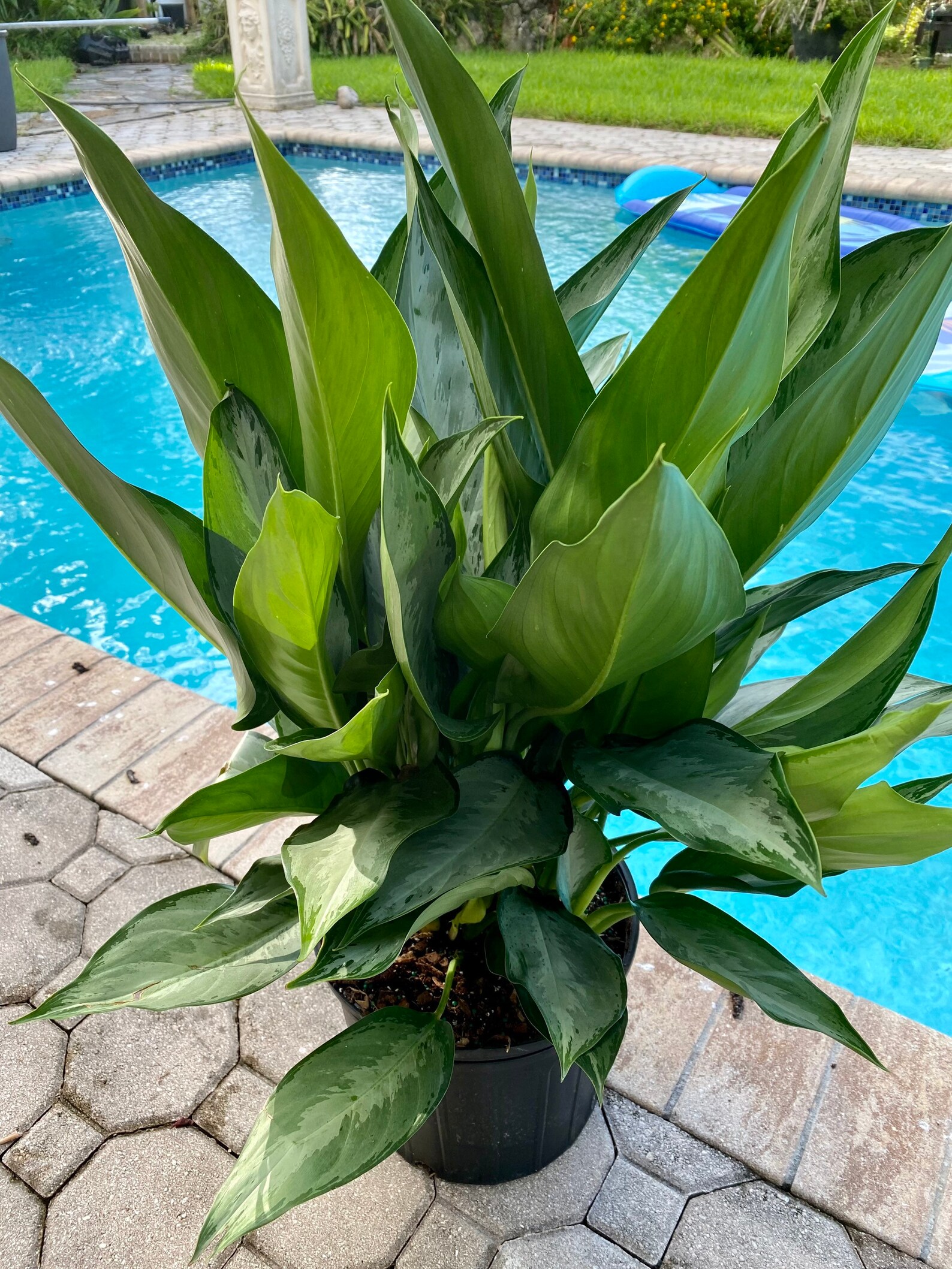 Aglaonema Silverado in Pot