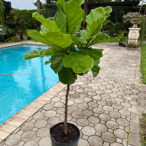 Ficus Lyrata, fiddle leaf fig, 10” pot - Standard 48” box. Please ask for shipping quote of etsy shows expensive quote.