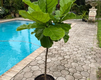 Ficus Lyrata, figuier feuille de violon, pot de 10 po. - Boîte standard de 48 po. Veuillez demander un devis d'expédition d'etsy montre un devis coûteux.