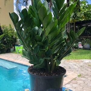 ZZ plant Zamioculcas zamiifolia, 8 pot image 4