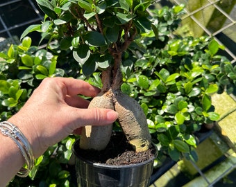 Ficus Ginseng, 5” pot Srumps vary