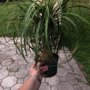 Variegated Ponytail Palm - Etsy