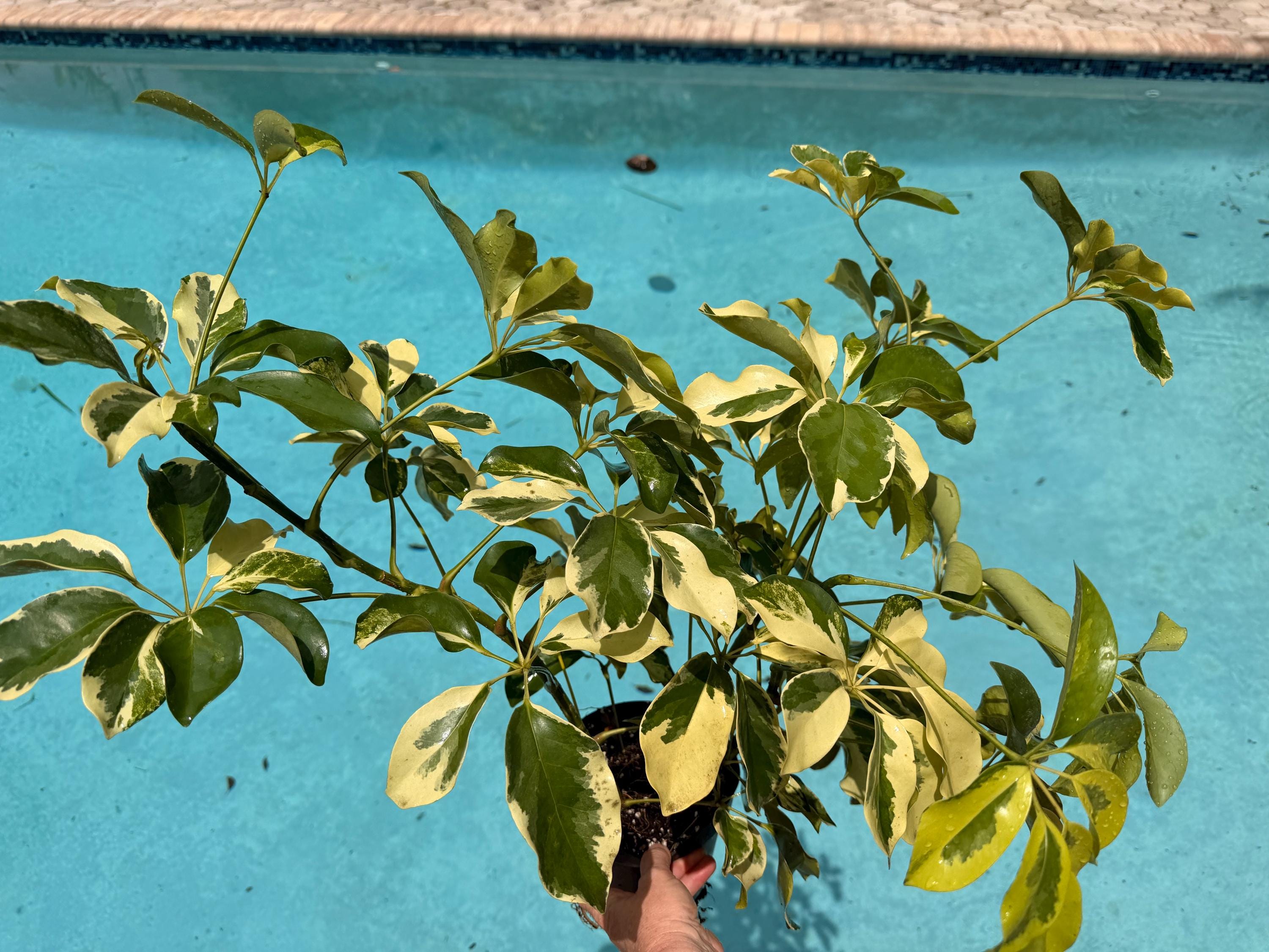 Schefflera Arboricola 'dazzle', 6 Deep Pot. Three Stems - Etsy