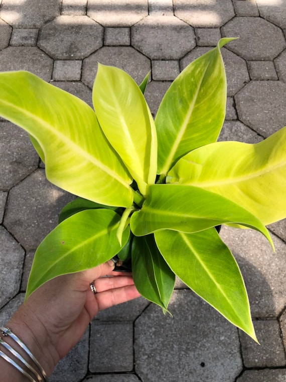 Philodendron Moonlight 6 Etsy