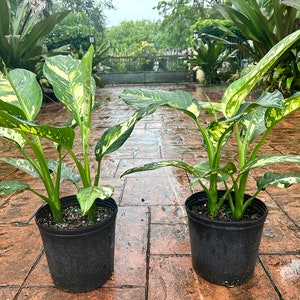 Dieffenbachia &#39;Elena&#39;, 10&quot; pot