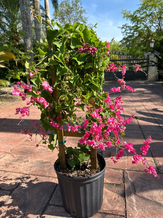 Curtain Creeper: An Easy-To-Grow Climbing Plant That Makes Your Home Garden  Vibrant