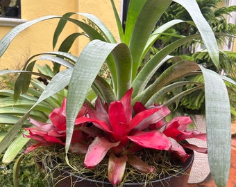 One Alcantarea Odorata 9” pot and 5 Neo. Maria bromeliads, 6” pots