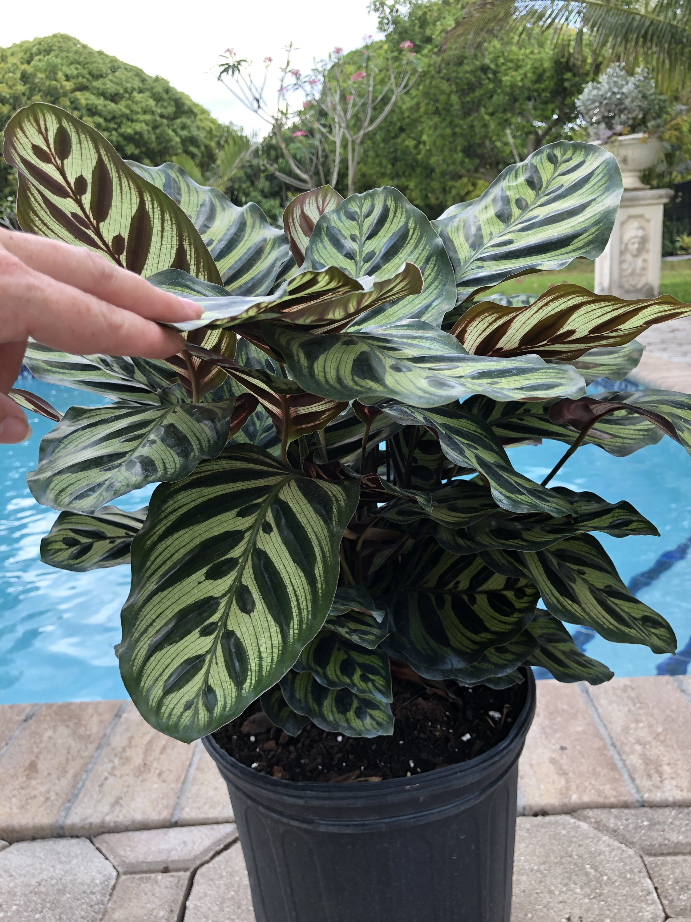 Calathea Makoyana - Peacock Plant, 8” Pot - Etsy