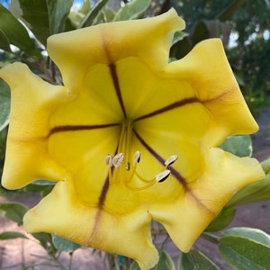 Solandra guttata, Chalice Vine,Cup of Gold, 10 pot vine/climber. On trellis. NO flower image 3