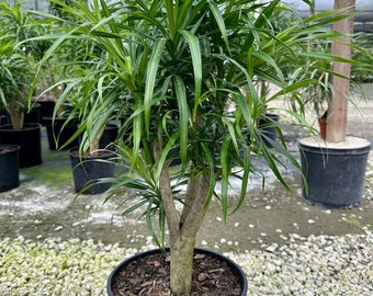 Dracaena Anita Variegated, stump, 10” pot