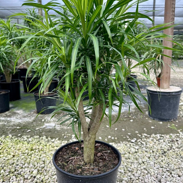 Dracaena Anita Variegated, stump, 10” pot