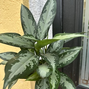 May include: A close-up of a potted Aglaonema plant. The plant features large, elongated green leaves with silver-gray variegation. The leaves have a speckled pattern, adding visual interest. The plant is set against a yellow wall and a dark door frame.