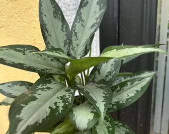 where to buy aloe vera plant leaves Aloe Vera